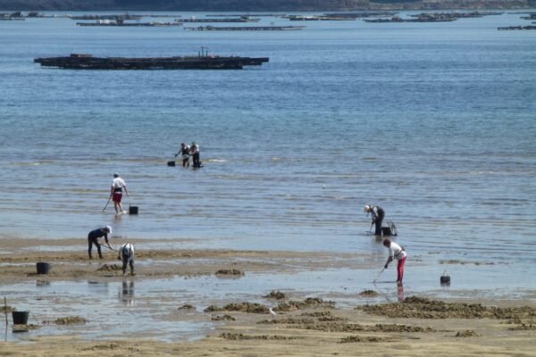 Personas trabajando en una ría con estructuras de acuicultura flotantes al fondo, recolectando productos del mar en zona intermareal