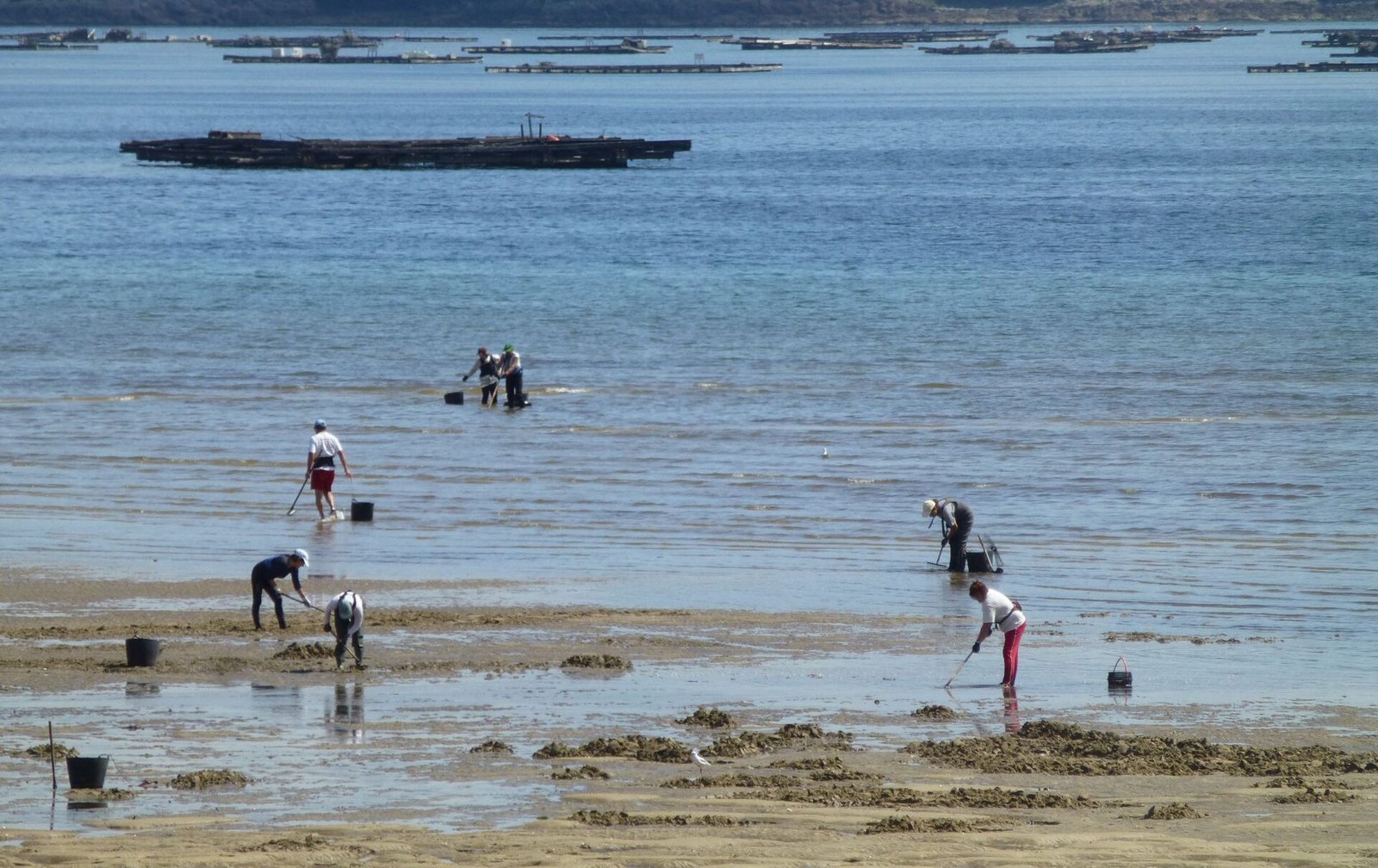 Personas trabajando en una ría con estructuras de acuicultura flotantes al fondo, recolectando productos del mar en zona intermareal