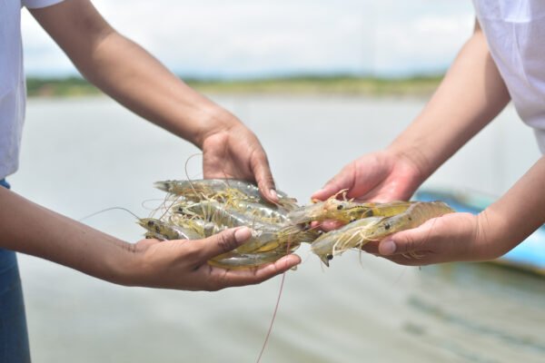 Varias manos sosteniendo camarones vivos sobre un estanque de acuicultura, con fondo desenfocado de agua y vegetación