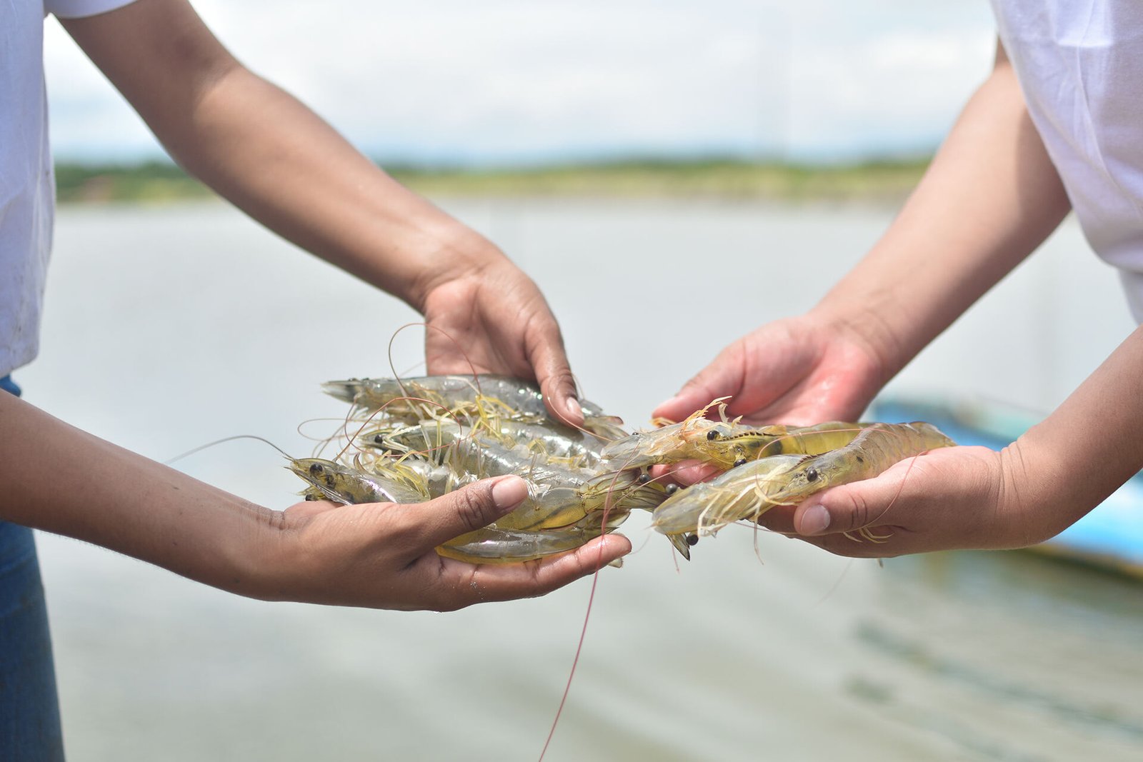 Varias manos sosteniendo camarones vivos sobre un estanque de acuicultura, con fondo desenfocado de agua y vegetación