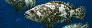 Varias piezas de mero gigante nadando en agua azul con burbujas, mostrando su patrón moteado característico
