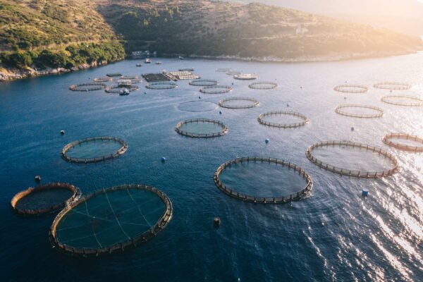 Vista aérea de jaulas circulares de acuicultura en aguas costeras con colinas verdes al fondo bajo luz solar