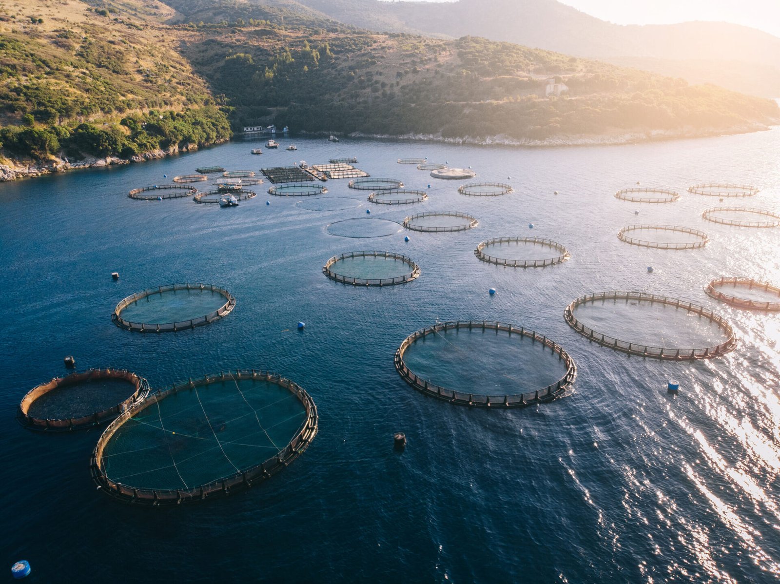 Vista aérea de jaulas circulares de acuicultura en aguas costeras con colinas verdes al fondo bajo luz solar