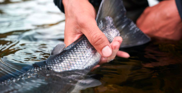 Manos sujetando un pez de escamas plateadas en el agua, mostrando su cola y parte del cuerpo