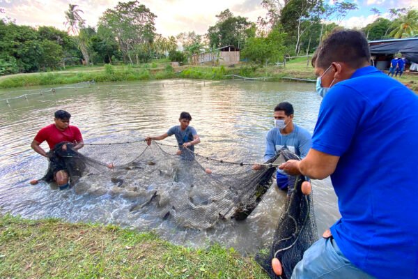 Piscina de truchas arcoíris en Perú, celebrando la libre de la enfermedad ISA según OIE