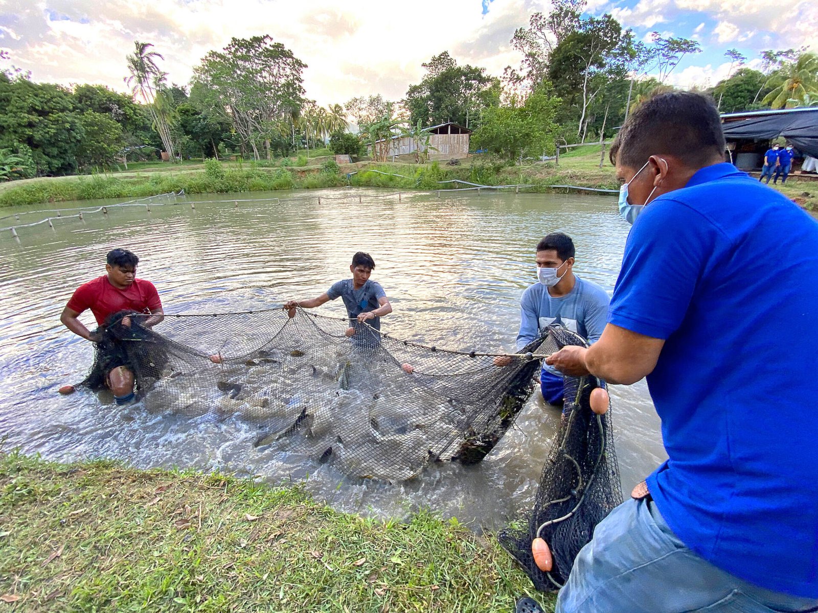 Piscina de truchas arcoíris en Perú, celebrando la libre de la enfermedad ISA según OIE
