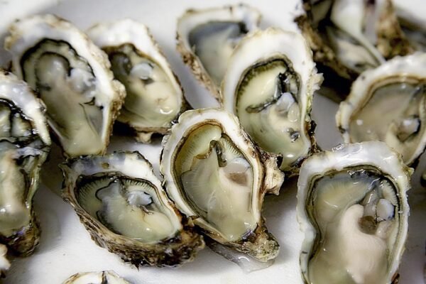 Ostra