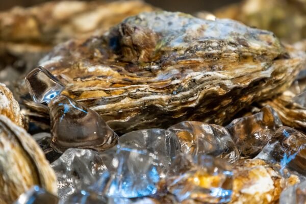 Ostra