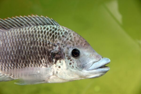 Tilapia